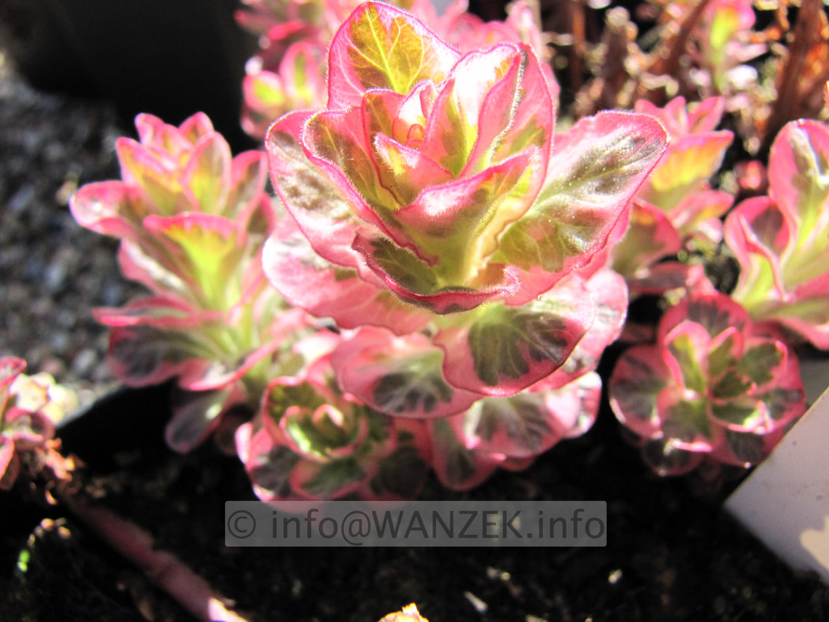 Lysimachia punctata Alexander Austrieb Macro.JPG